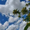 athra466
