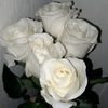 hiba_rhm22