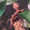 illinoisvalleygeckos