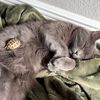 threecatsandatorty