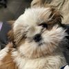 walnuttheshihtzu