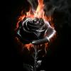 black_rose_one