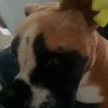 .essa.cute.dog35