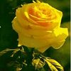 user4613365600828