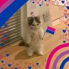 gatos_boni