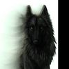 straydogg01