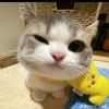 __nopiwww