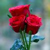 shwe.shwe9606