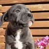 lunaandloganblustaffy