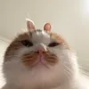 itachisgf__