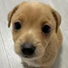 pompurinw