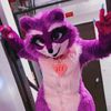 zeetheraccoon