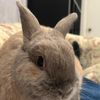 bunnyisfat23