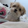 victorialuvanimals