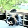 roshan25825