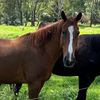 x.equestrianlxfe.x