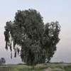 j_pqu
