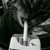 cumicumi_darat0