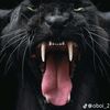 user8100508530018