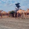 timayare7