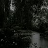 starlight_562