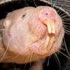 raty_stibky_toes