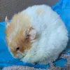 spudtacular_hamster