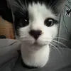 meowmekk