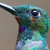 ammararebird
