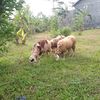 agusfarm08