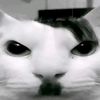 taco_bel8