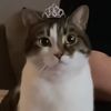 babchukanya