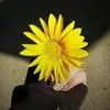 asma_madam