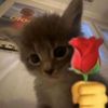 hala_123410