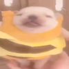 benevolentchuzz