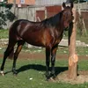 edersommederos