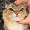 axel_gato