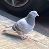 theonearo