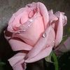 salim6726