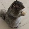 I love my beatiful squirrel
