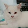 rumieecat