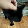 ilovemycatkelly