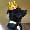 blackberrydogg