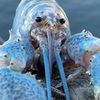 blue_lobster5
