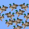 Birds Animals In the world