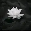 rip_warzter