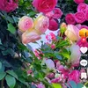 user93827320098222