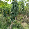 hong.linh0505