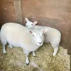 pairooffsheep