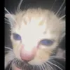 dopdopyetyet.sibi